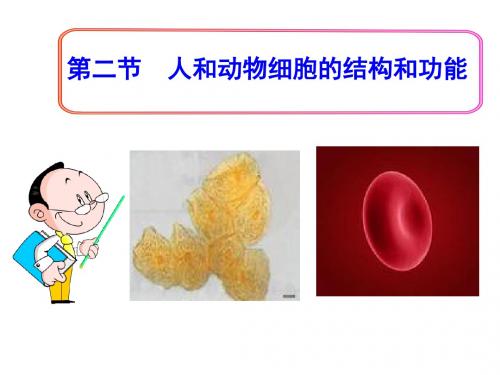 苏教版七年级生物上册课件：3.2-人和动物细胞的结构和功能 (共37张PPT)