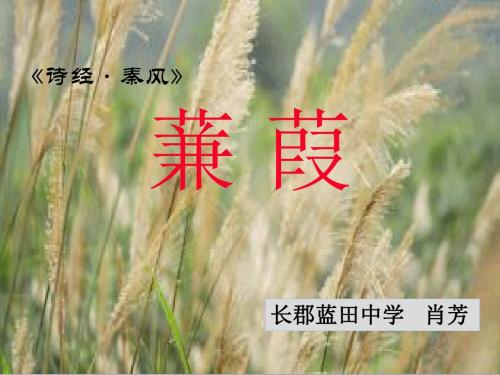 《蒹葭》3