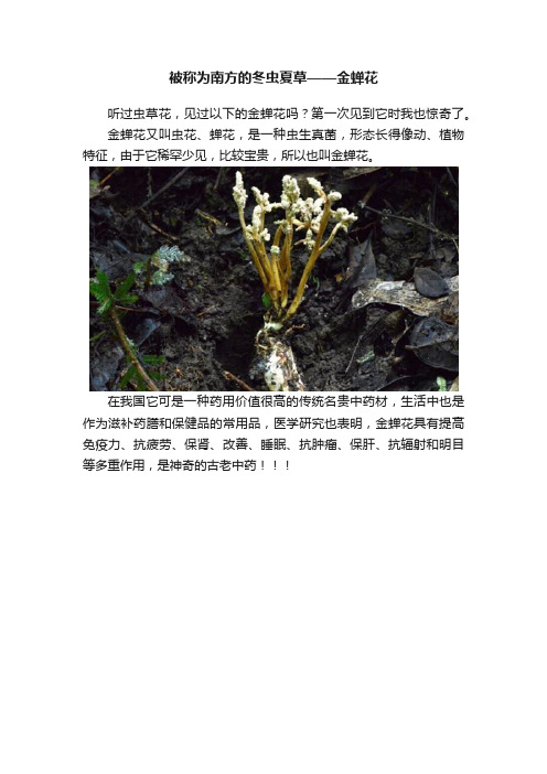 被称为南方的冬虫夏草——金蝉花