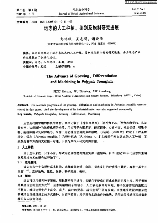 远志的人工种植、鉴别及炮制研究进展