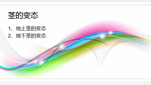 茎的变态