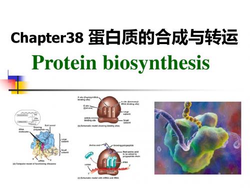 生物化学 第38章  蛋白质合成与转运