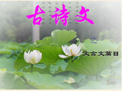 《爱莲说》ppt课件(中考复习)