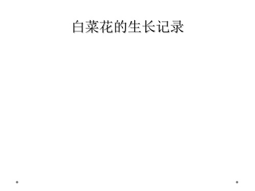 白菜花的生长记录