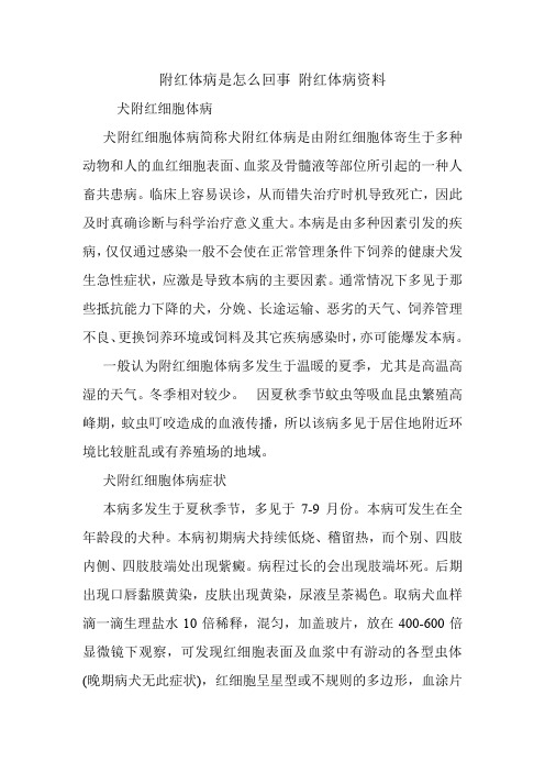 附红体病是怎么回事 附红体病资料