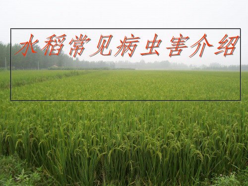常见水稻病虫害识别