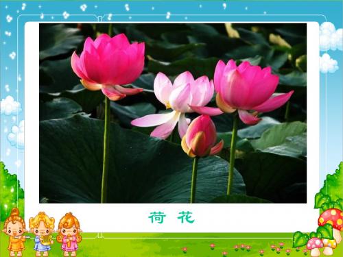 17《莲叶青青》PPT(语文S版)
