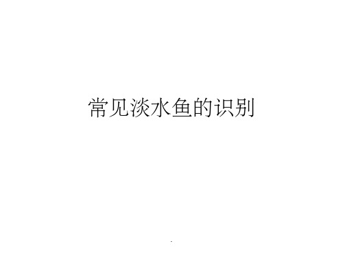 常见淡水鱼PPT课件
