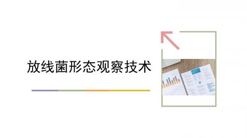 4.2放线菌形态观察技术