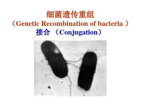 细菌接合