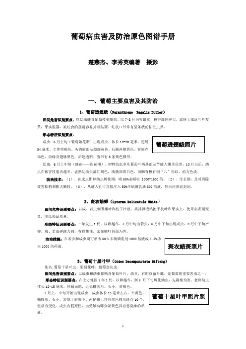 葡萄主要病虫害原色图谱(修改稿)