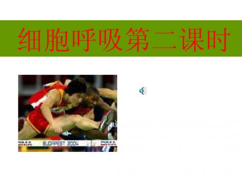 细胞呼吸第二课时