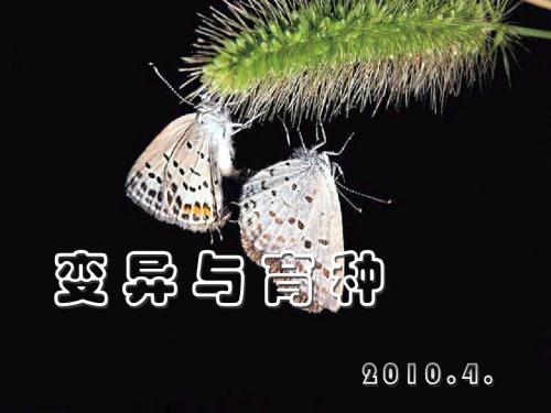 专题六  变异与育种.ppt1