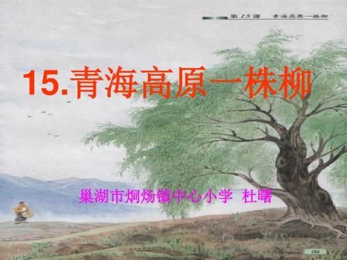 苏教版六年级上册语文《青海高原一株柳》公开课课件PPT1