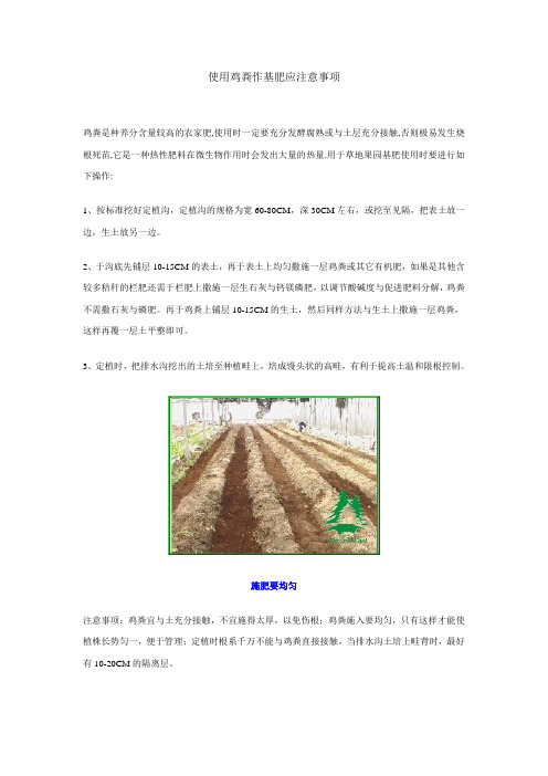 使用鸡粪作基肥应注意事项