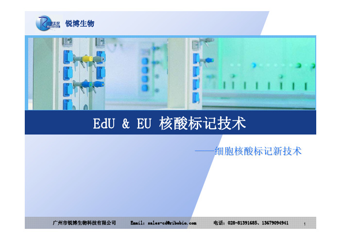EDU检测细胞增殖