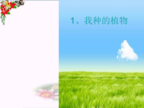 (精选)六年级美术上册我种的植物ppt课件1苏少版