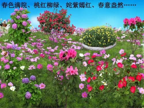 春光染绿我们双脚(第1课时)
