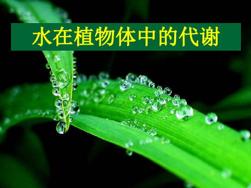 华师大版科学八年级上册 4.2《水在植物体中的代谢》(共29张PPT)