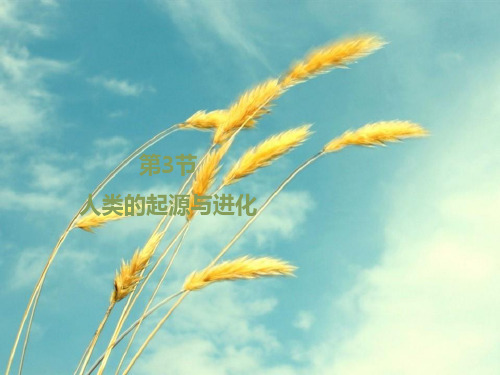 人类的起源与进化ppt1 北师大版PPT精选课件