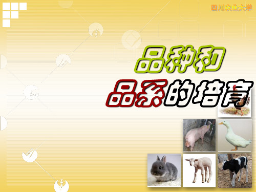 动物遗传育种学品种和品系的培育