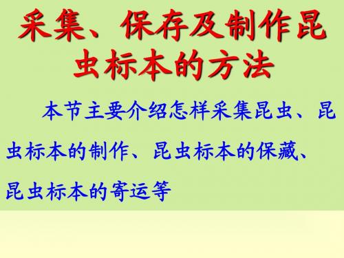 采集、保存、制作昆虫标本的方法
