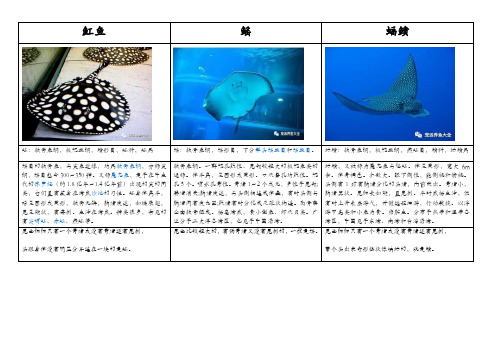 魟鱼、鳐鱼、蝠鲼的区别