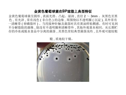 几种典型菌落特征