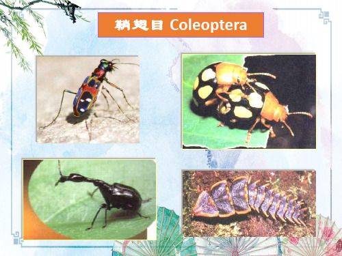 【昆虫分类学】7鞘翅目1