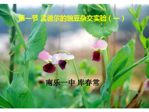 孟德尔遗传定律第一课时