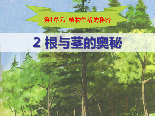 《根与径的奥秘》植物生活的秘密 PPT实用课件