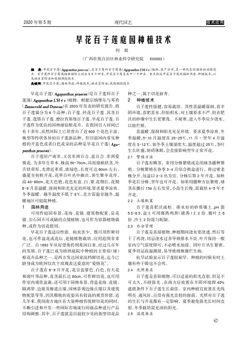 早花百子莲庭园种植技术