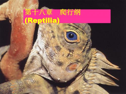 第十九章+爬行纲
