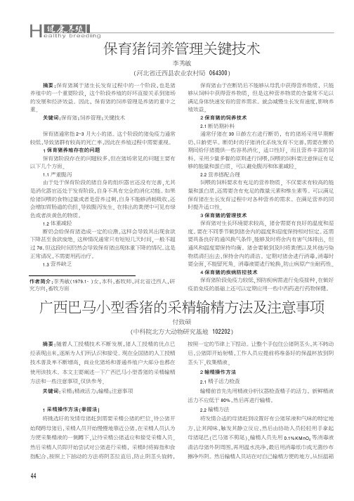 广西巴马小型香猪的采精输精方法及注意事项