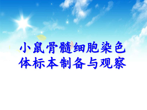 骨髓细胞染色体的制备与观察