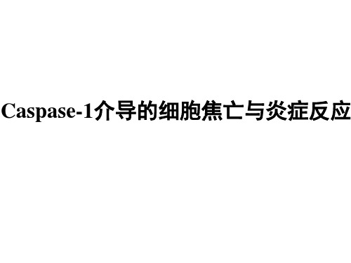 细胞焦亡Caspase-1-induced pyroptotic cell