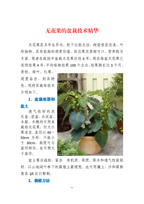 无花果的盆栽技术精华