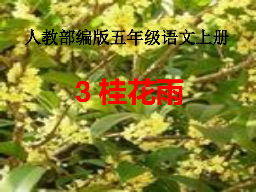 新版五年级上册-3《桂花雨》人教部编版(共22张PPT)