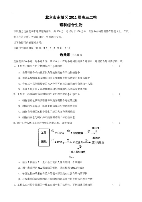 北京市东城区2011届高三二模(理综生物)