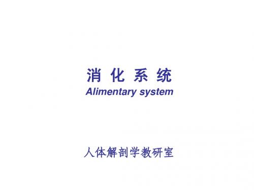 30学时---消化系统