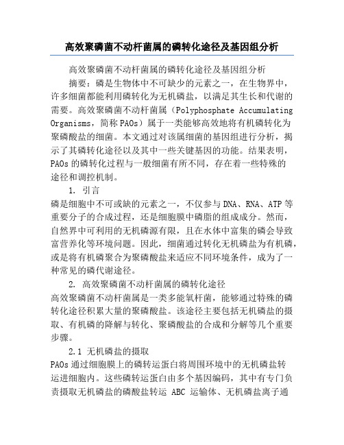 高效聚磷菌不动杆菌属的磷转化途径及基因组分析
