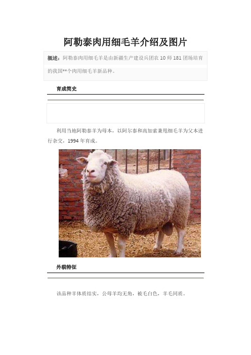 阿勒泰肉用细毛羊介绍及图片
