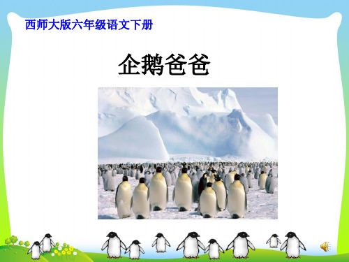 46(西师大版)六年级语文下册企鹅爸爸PPT课件