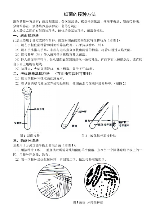 细菌的接种方法