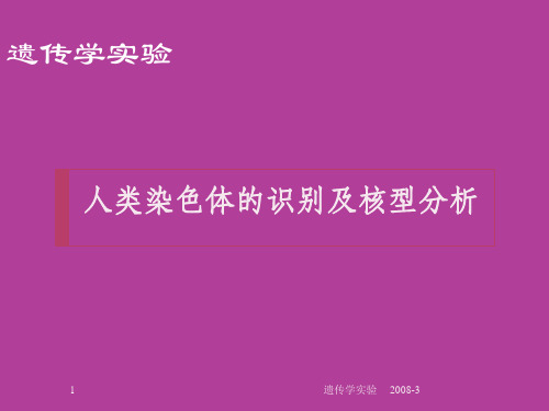 实验四 人类染色体的识别及核型分析