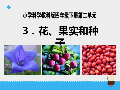 《花、果实和种子》新的生命2-教科版四年级科学下册PPT课件