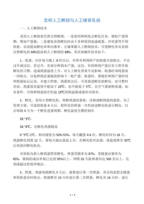 怎样人工孵鸽与人工哺育乳鸽