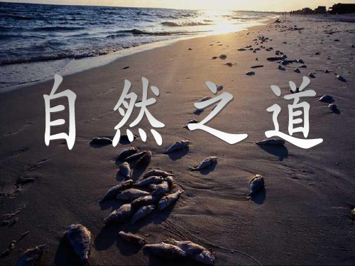 人教版四年级语文下册《自然之道》课件PPT