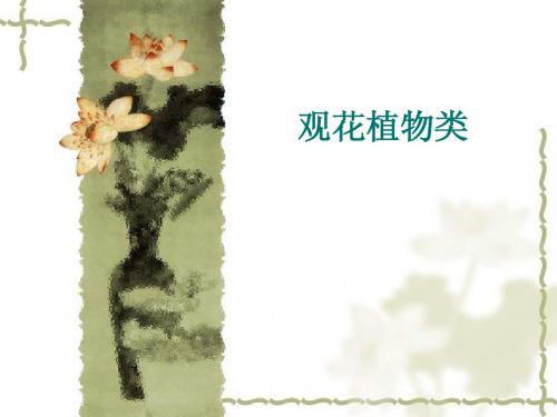 观花植物