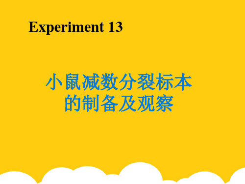 小鼠减数分裂标本的制备及观察ppt实用资料